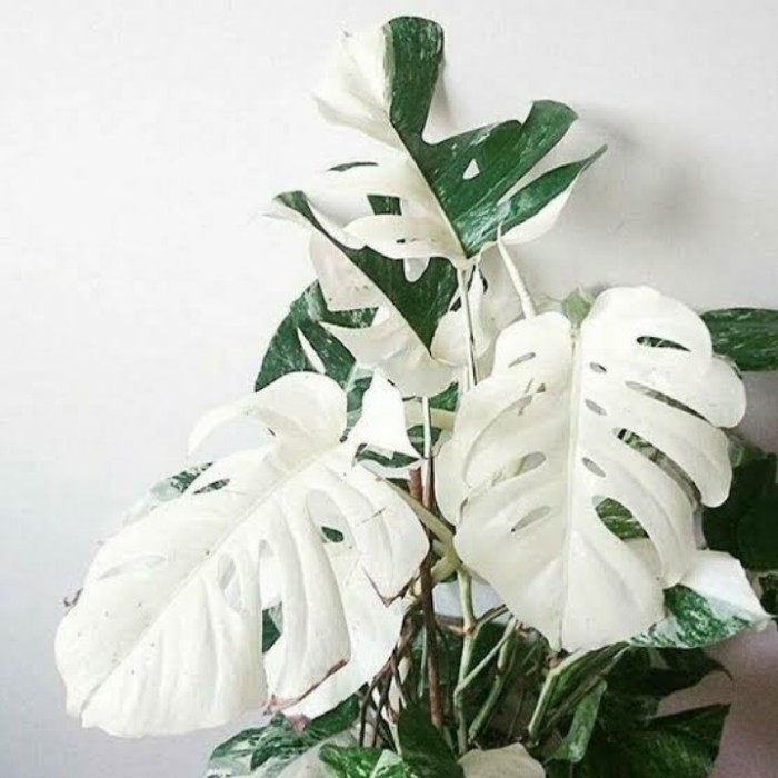 Monstera deliciosa variegata - Bibit Batang monstera deliciosa variegata
