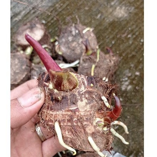 

1KG BIBIT TALAS BENENG DARI UMBI SUDAH BERTUNAS ISI 5-20