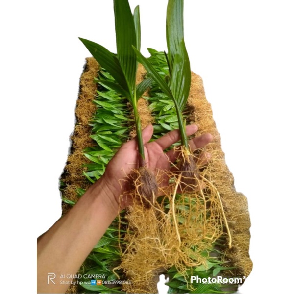 Bibit Pinang Betara Siap Tanam Paketan Free ongkir seluruh Sumatra