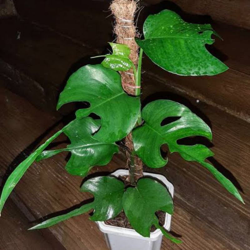 epipremnum skeleton key / monstera skeleton key