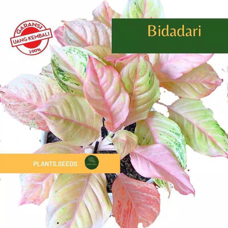 Bonggol aglonema Bidadari