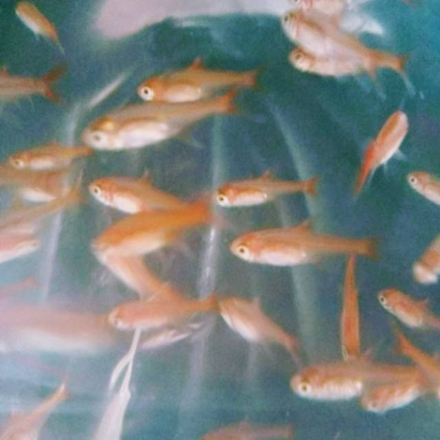 

Ikan guppy full red 2j antan 4 Betina. Paket