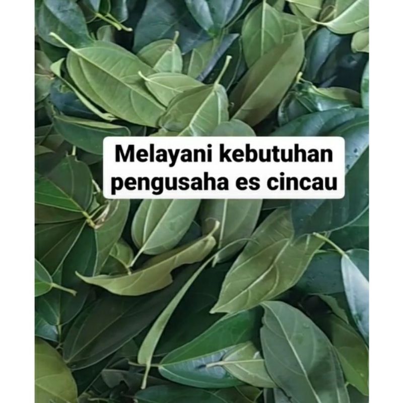 

daun cincau perdu cincau hijau segar