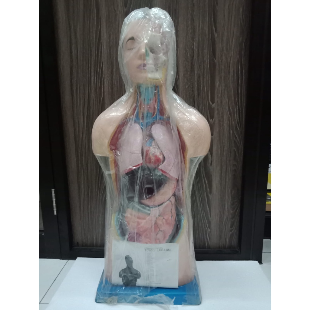 

Alat Peraga Model Torso Laki-laki, Lokal