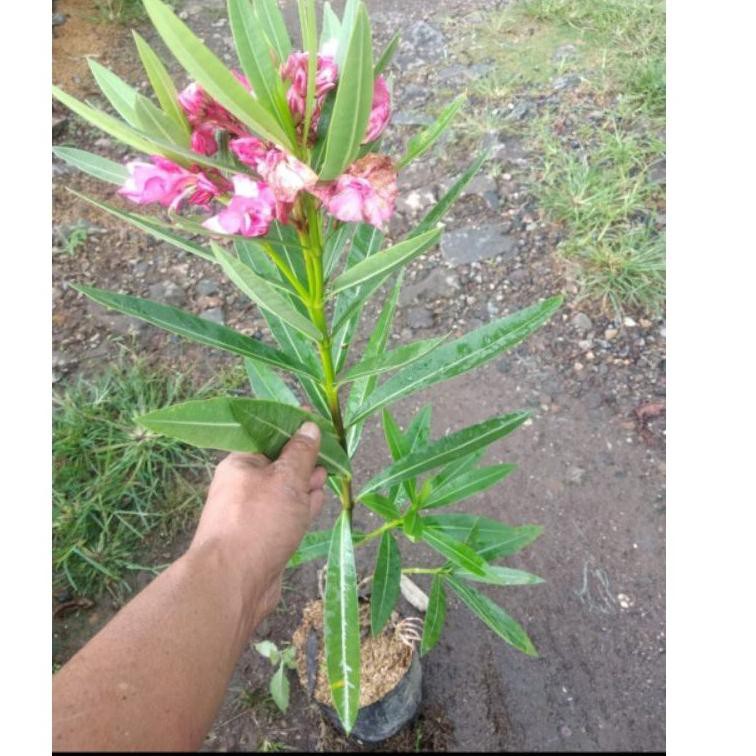 

Kembang Oleander (KODE Y9056)