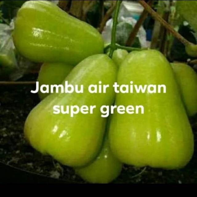 Bibit jambu taiwan super green