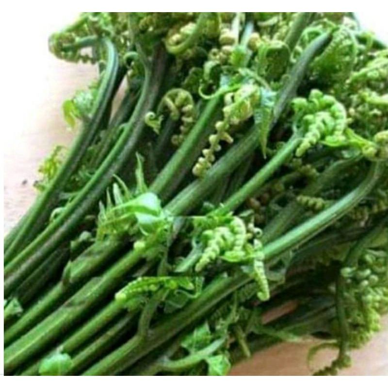 

pakis sayur, sayuran segar per ikat, berat 500g
