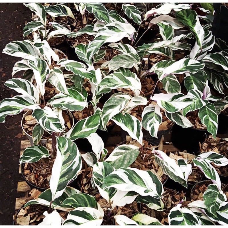 tanaman hias calathea tisu - tisu fusion - BAKUL KEMBANG