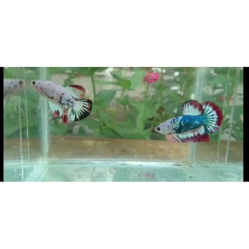 ikan cupang pancy red rim  line blurim