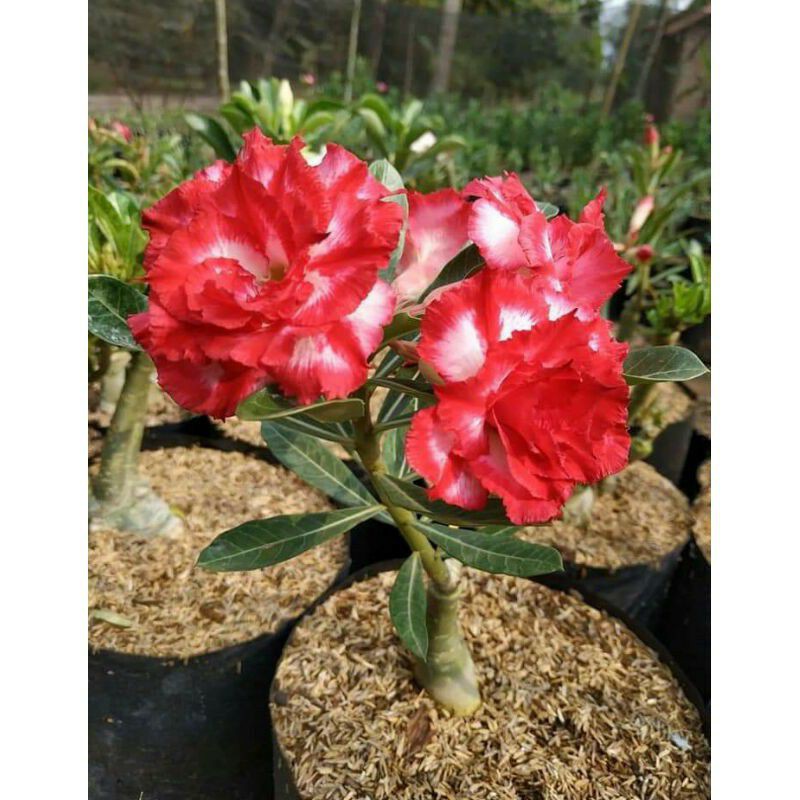 Bibit Adenium Bunga Tumpuk  - Tanaman Adenium Tumpuk - Bunga Tumpuk
