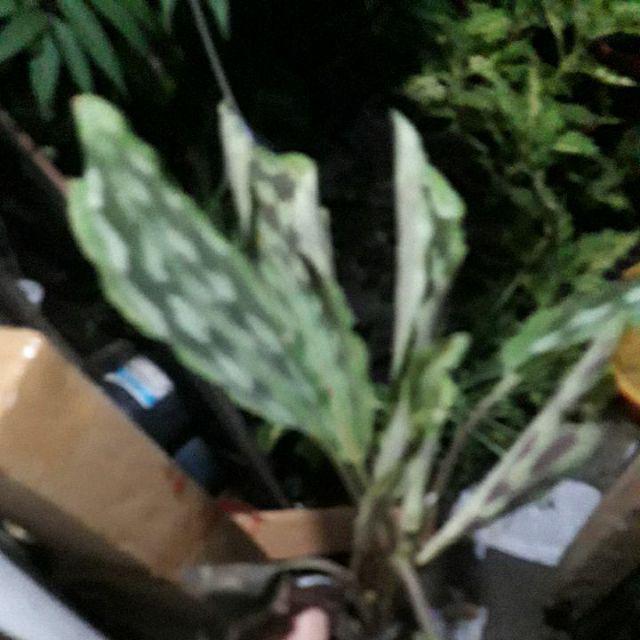 Tanaman Hias Calathea Merak/meranti Kencur