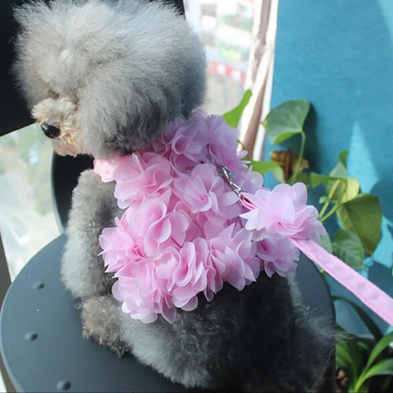 pink dog harness and lead