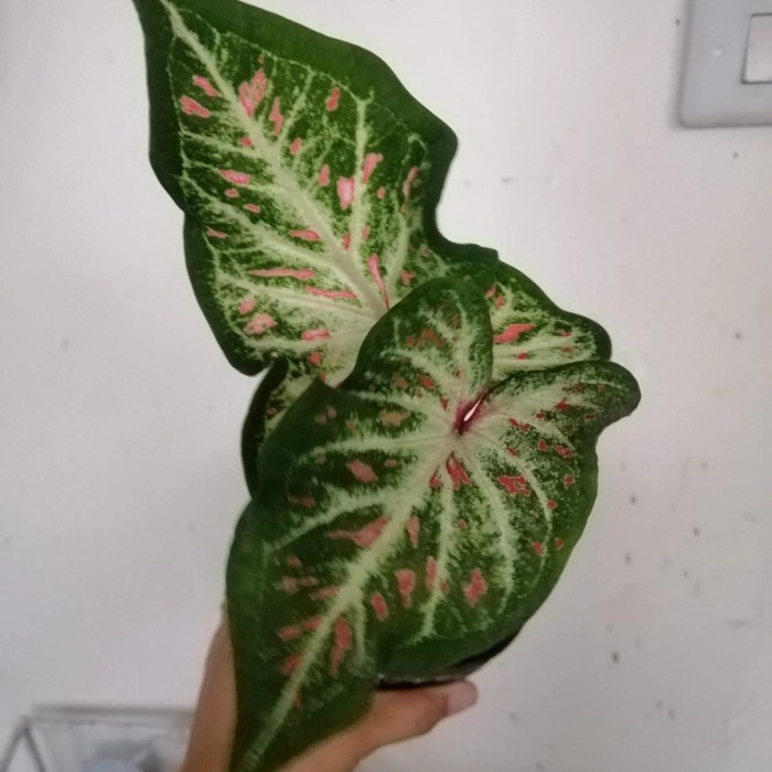 caladium keladi hias gingerland