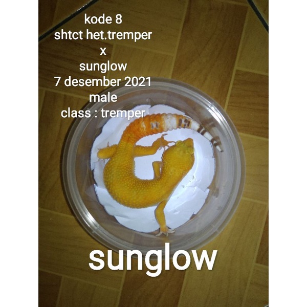 mainan leopard gecko (male). Data lengkap