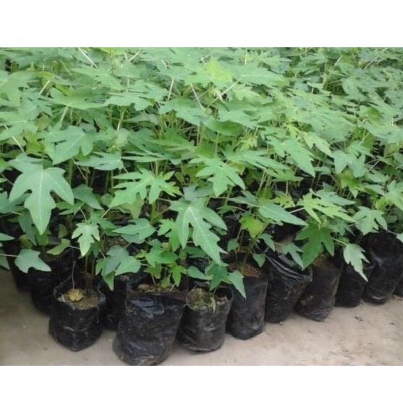 

Bibit pepaya california/enak manis