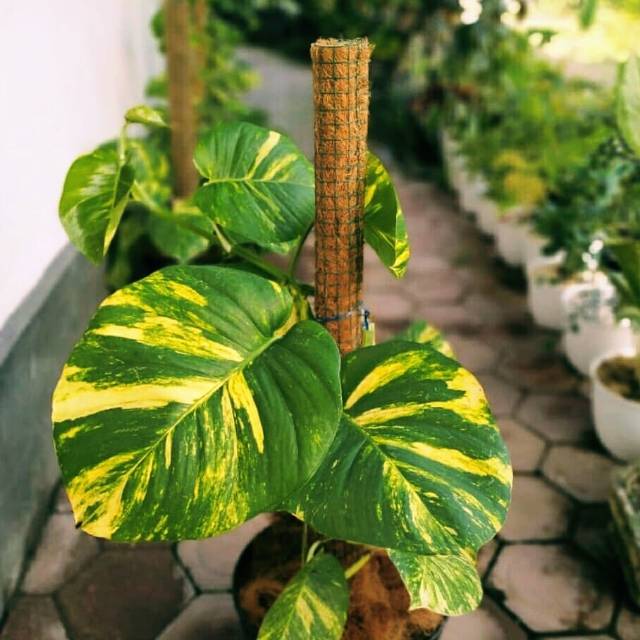 Tanaman Hias Philodendron Monstera Epipremnum Aureum Sirih Gading Kuning Jumbo Shopee Indonesia