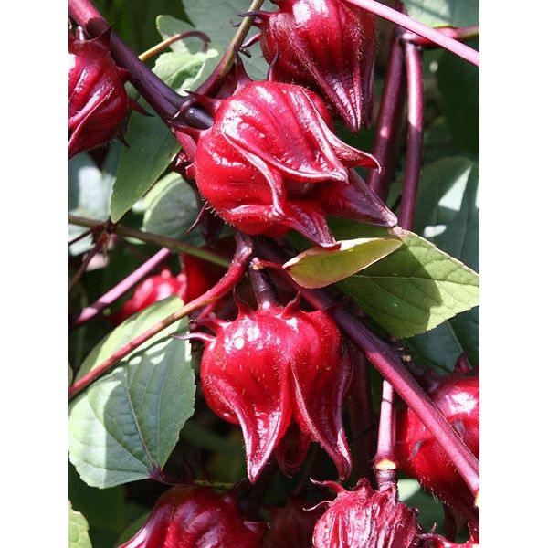 

Swip up!!!❄️ 1kg Bunga Rosela Rosella 1 kg Segar Basah Kualitas Premium buat teh grade A