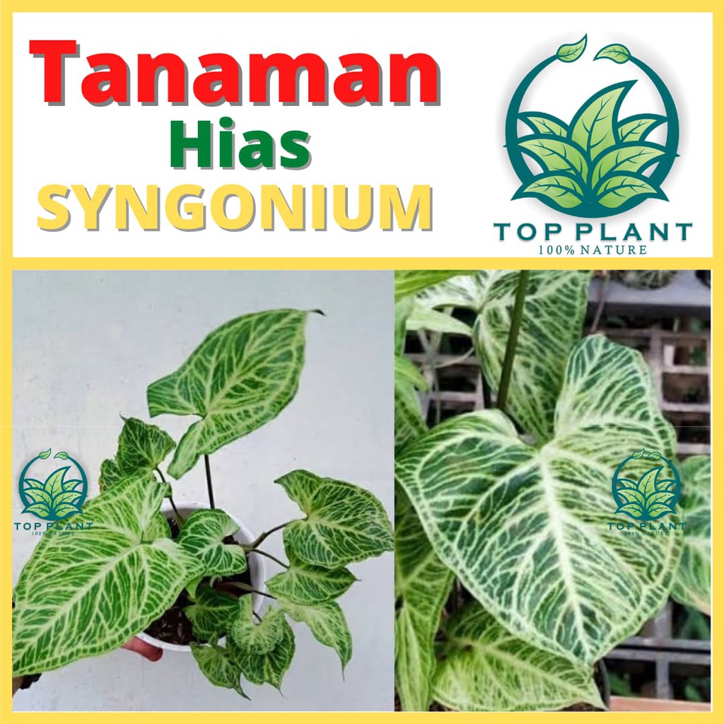 Tanaman Hias Bunga Syngonium Hijau Putih  (Syngonium podophyllum Schott) - Syngonium Batik