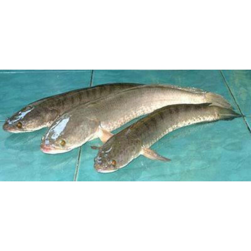 

Ikan gabus hidup 500 gram