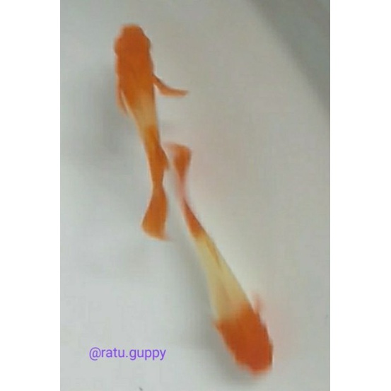 Ikan Guppy Albino koi red ear full "gen king" Top gread