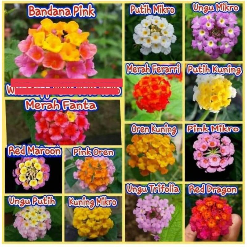 ENTRES BUNGA LANTANA BERBAGAI MACAM WARNA LANTANA