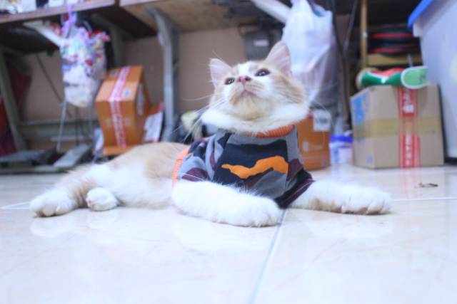 Kaos army dasar warna orange lucu untuk kucing dan anjing / baju kucing murah size S M L XL