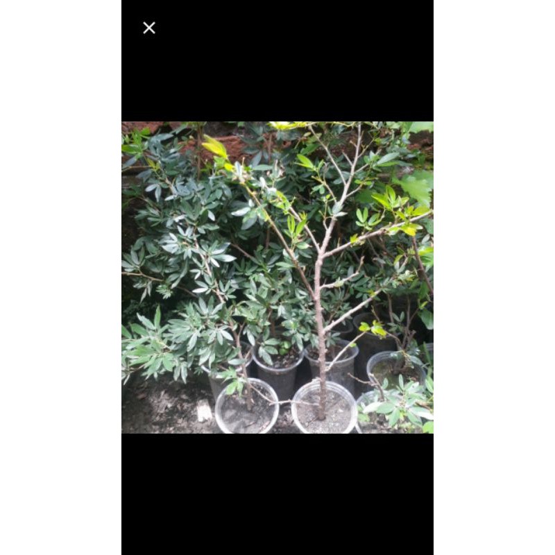 kaliandra import,surinamensis bungah pink