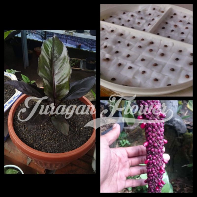 Biji Anthurium Black Dragon