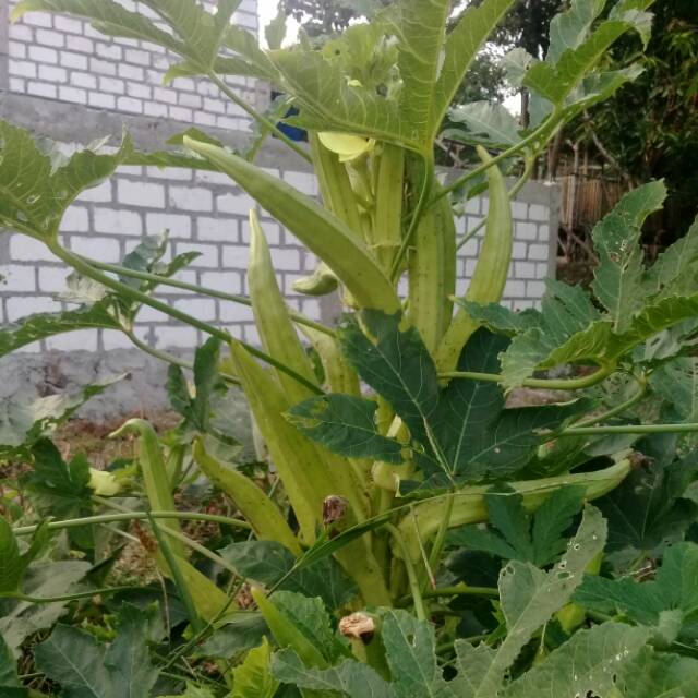 

Okra atau Lady Finger