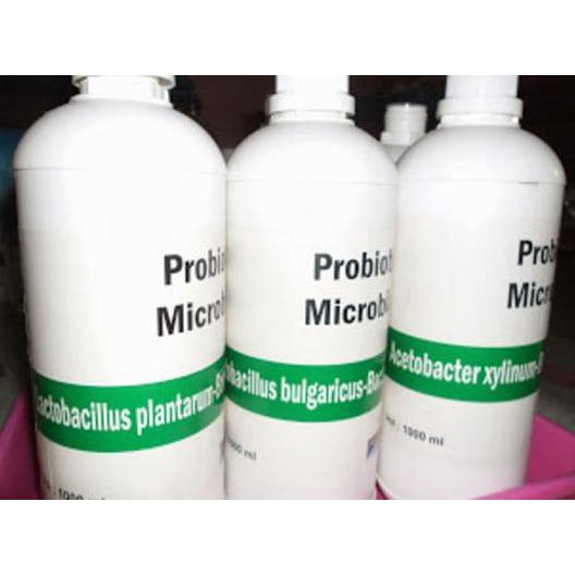 

Promo !! Jamur Aspergillus niger (Fermentasi Asam Sitrat) | Sale, Agar-Agar Terbaru