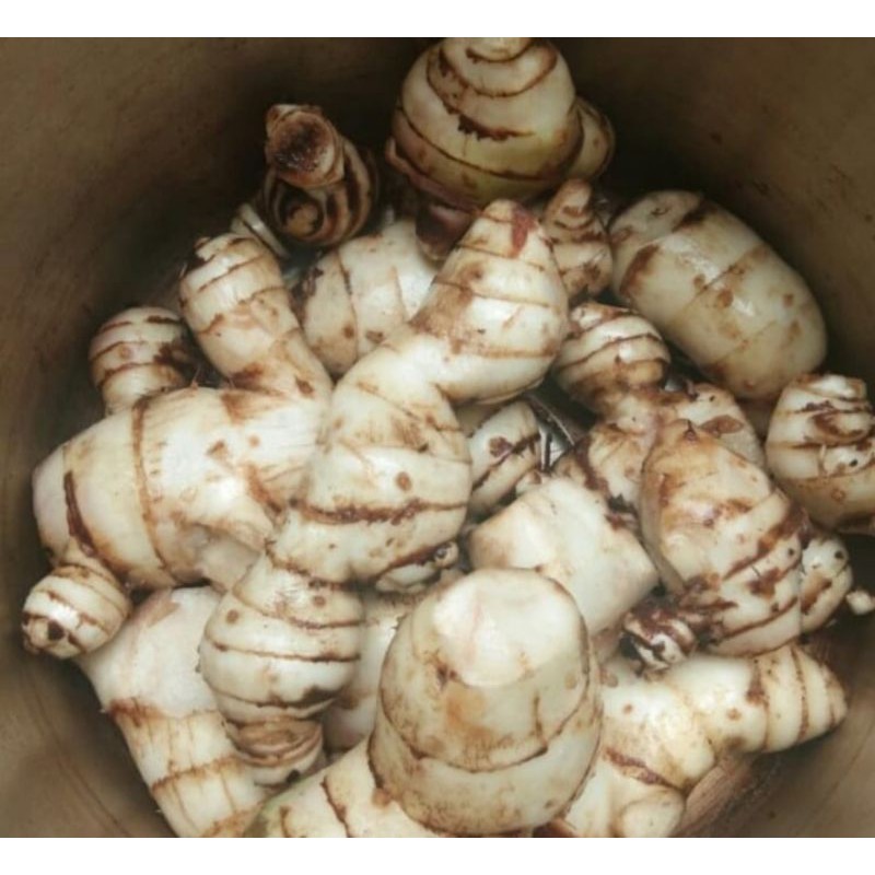 

umbi ganyol murah perkilo