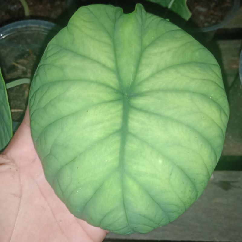 bonggol/umbi alokasia Melo badak kapuas