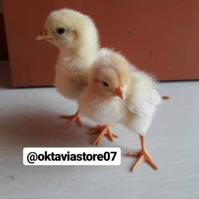 Doc Pejantan Doc Pejantan Negri Anak Ayam Shopee Indonesia