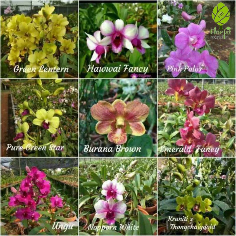 JENIS MACAM BUNGA ANGGREK