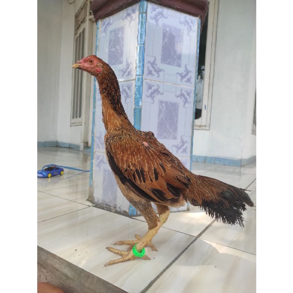 Ayam indukan Birma Genetika Telur Hijau