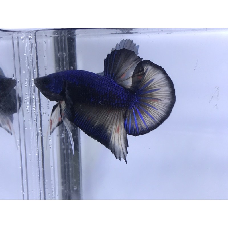 cupang avatar mustard gas nemo overtail size M