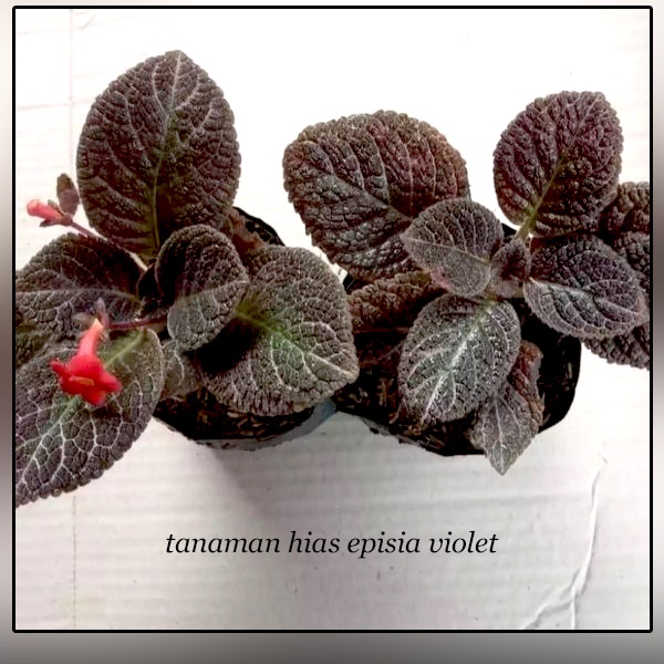 Tanaman hias Episia Violet bunga hidup indoor outdoor gantung