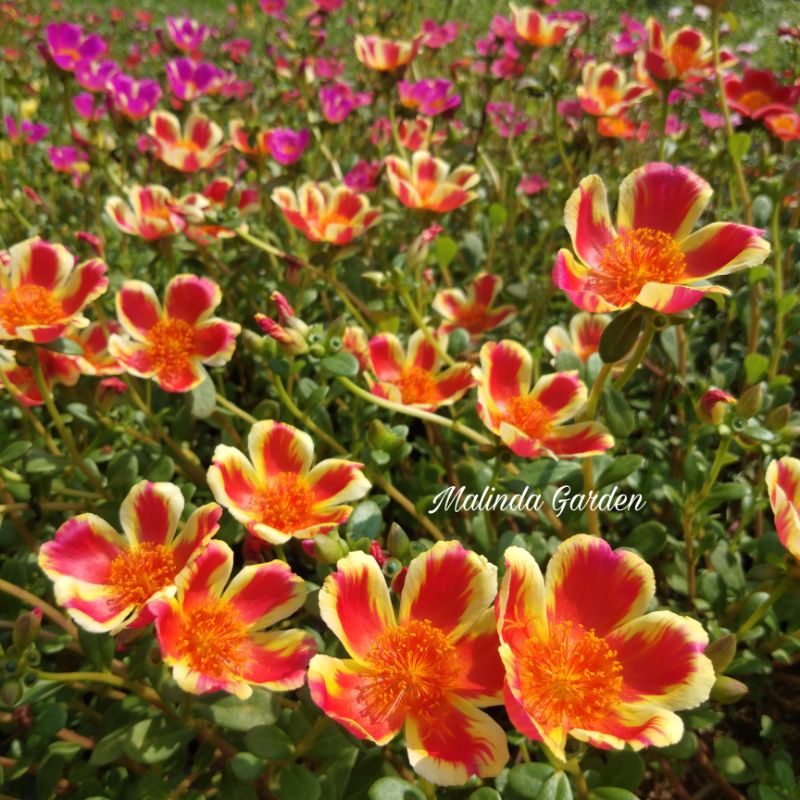 Krokot import sultan super premium duna LOFFA RED JZ / bunga mossrose lofa red / pukul 9