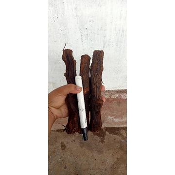 cutting anggur Alfonso udah kalus ukuran batang terbesar