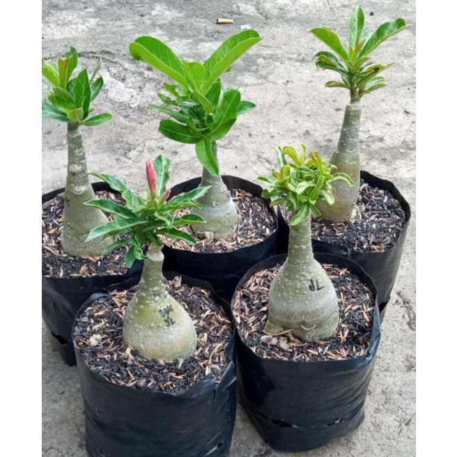 adenium bunga tumpuk size A