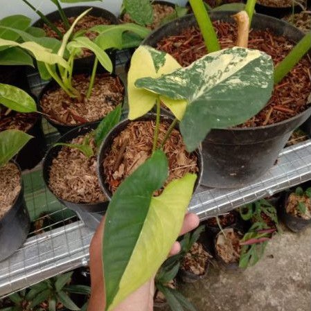 Tanaman hias syngonium varigata kuning / Tanaman syngonium var kuning / syngonium var yellow