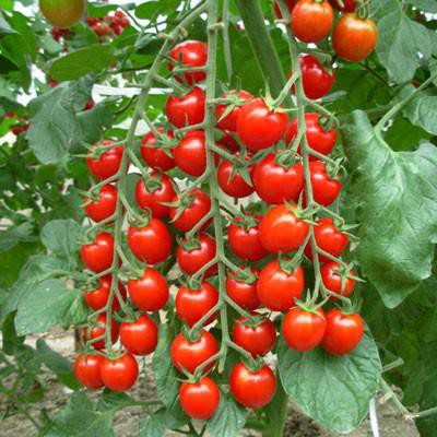 Benih Bibit Biji - Tomato Cherry Red Tomat Ceri Merah Seeds - IMPORT