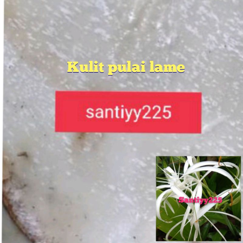 kulit lame pulay segar 1 kg