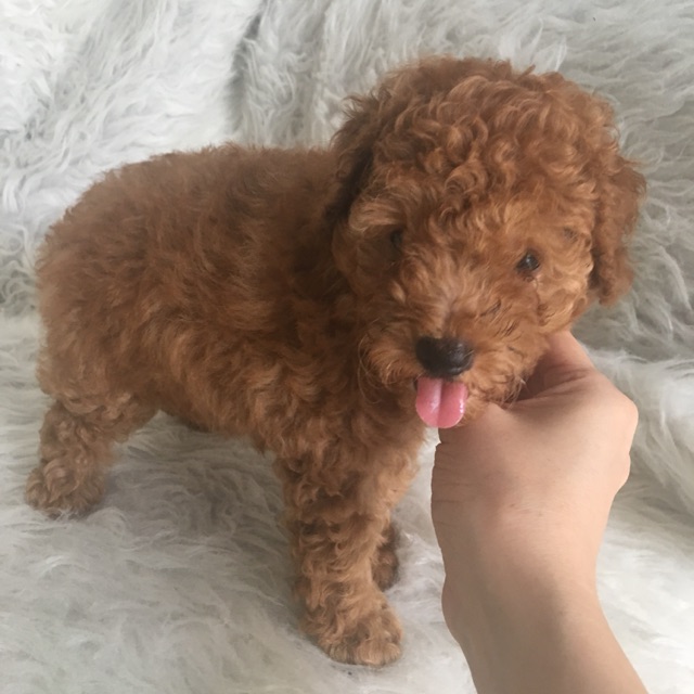 anjing red toy poodle