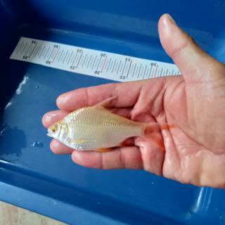Jual mainan Ikan caviat 6 cm | Shopee Indonesia