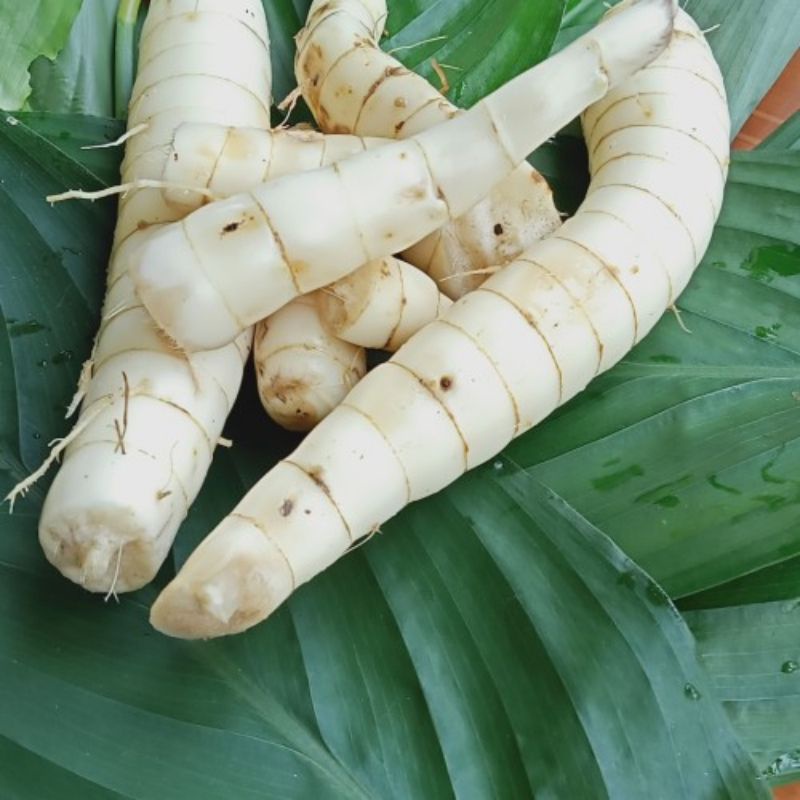 

Umbi Garut Segar Umbi Terigu Segar 500gram