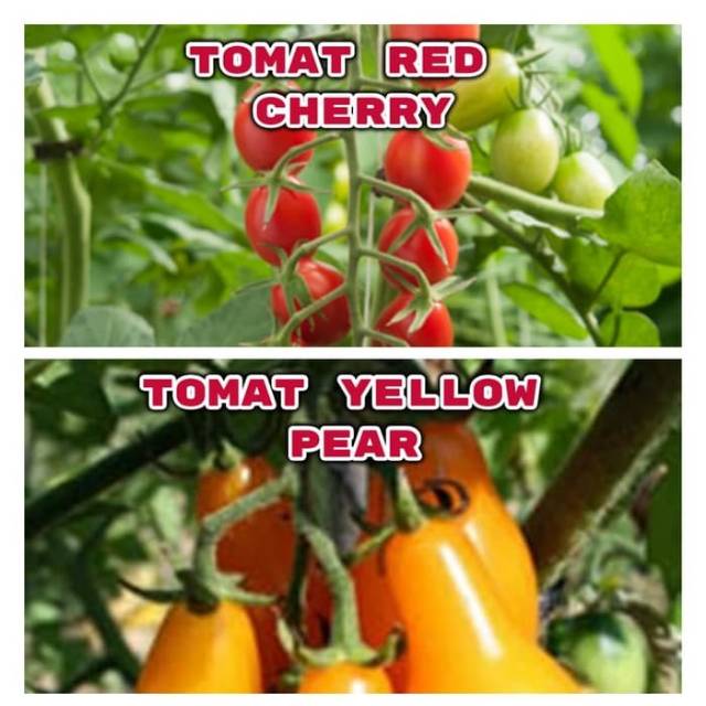 Paket Hemat 5 - Benih / Biji / Bibit Tomat Hias Tomat Unik Termurah