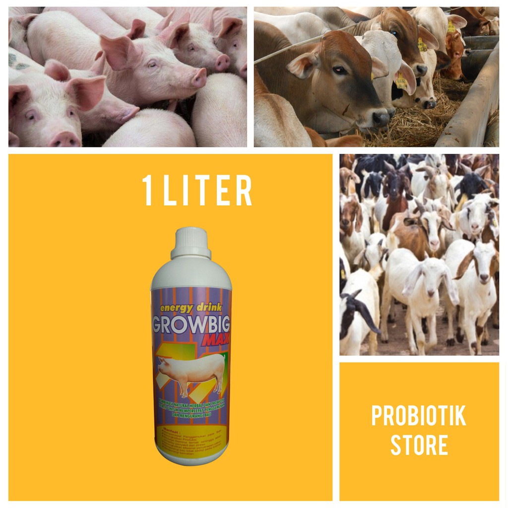 

Growbig - Probiotik Babi