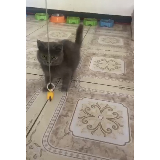 KUCING KITTEN BSH BLUE TORTIE || BRITISH SHORT HAIR