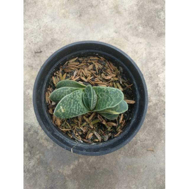 Gasteria fujimini